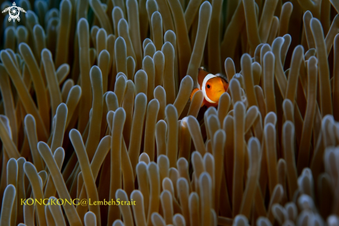 A False Clown Anemonefish