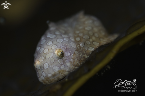 A Japanese Balloon Fish