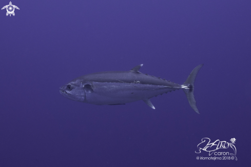 A Tuna