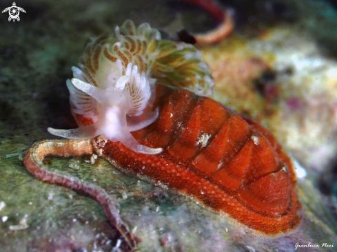 A Aeolidiella alderi and Chiton | Aeolidiella and Chiton