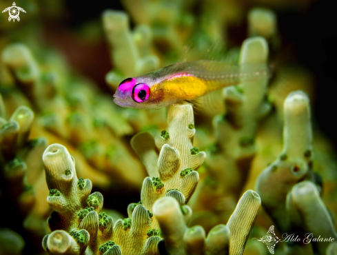 A Pink Eye Goby 