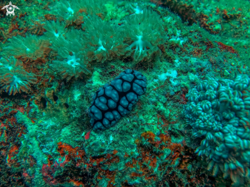 A nudibranch