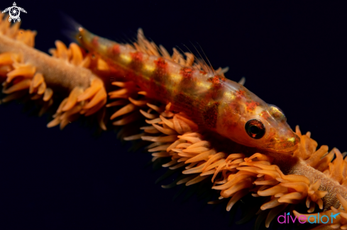 A Whip Coral Goby