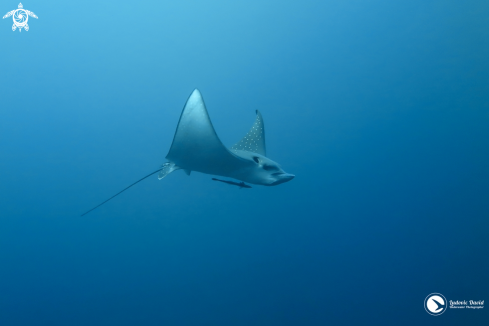 A Aetobatus narinari | Eagle Ray