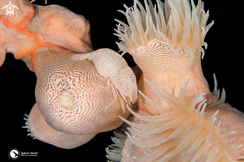 A Izucaris masudai | Leopard Anemone Shrimp