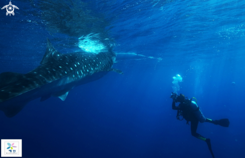 A Whaleshark | Whaleshark