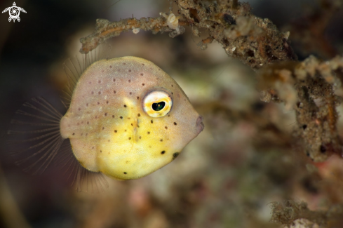 A  Southern pygmy leatherjacket (Brachaluteres jacksonianus)