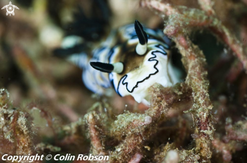 A nudibranch