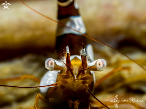 A Thor amboinensis (de Man, 1888) | Sexy Shrimp