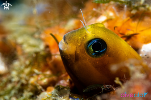 A Midas Blenny