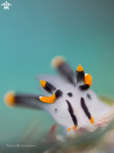 A Pikachu nudibranch