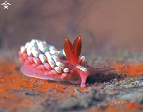 A Nudibranch