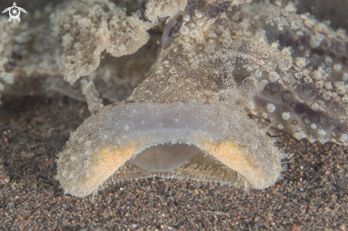 A Green Melibe Nudibranch