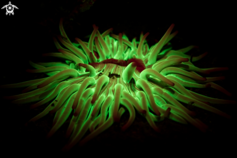A Condylactis aurantiaca | Golden Anemone