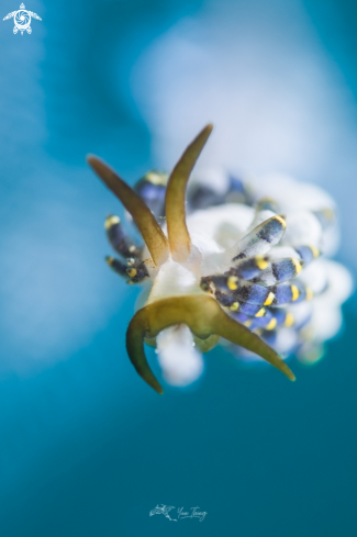 A Nudibranch