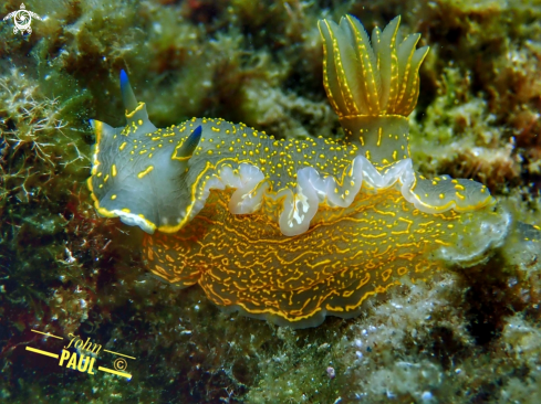 A Felimare (Hypselodoris) picta  | DORIS GÉANT