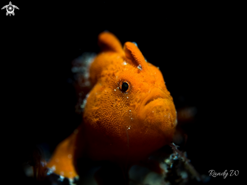 A Antennarius | Frogfish