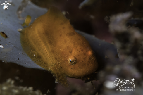 A Japanese Lumpfish