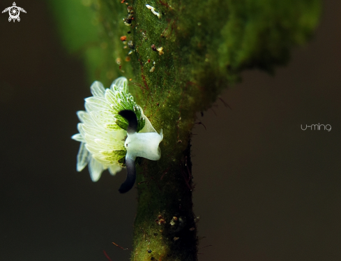 A Costasiella usagi