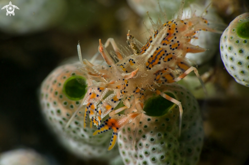 A Spiny tiger shrimp  (Phyllognathia ceratophthalma)