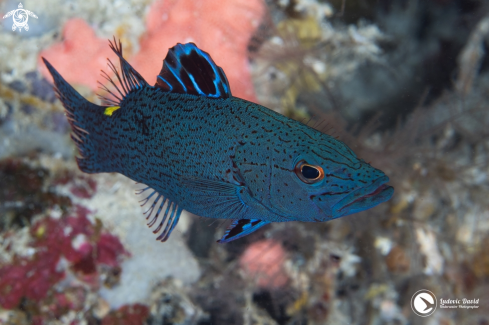 A Arrowhead Soapfish