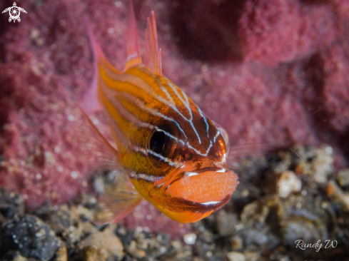 A Cardinal Fish