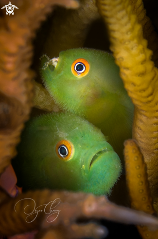 A Paragobiodon xanthosoma | Bearded Gobies