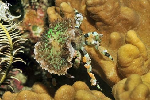 A Decorator crab