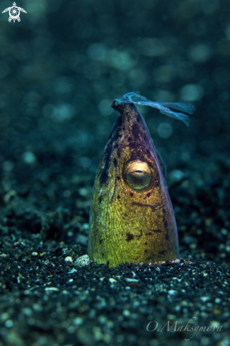 A Dark-shouldered snake eel (Ophichthus cephalozona)