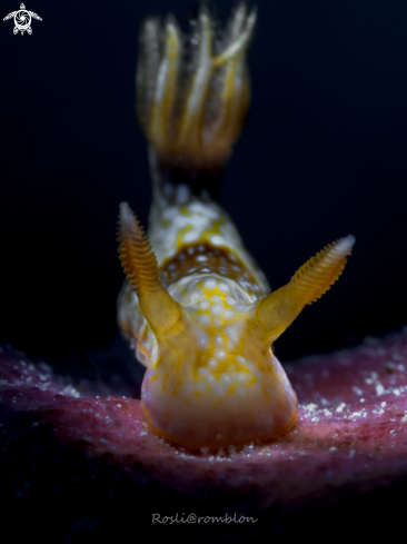 A Nudibranch