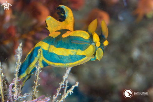 A Gabriela's Tambja Nudibranch