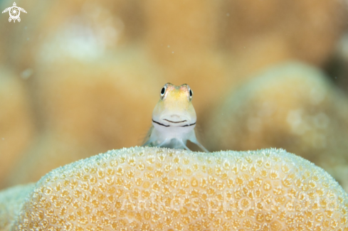 A Yaeyama blenny