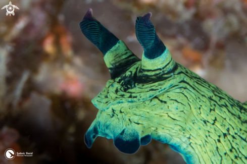 A Miller's Nembrotha Nudibranch