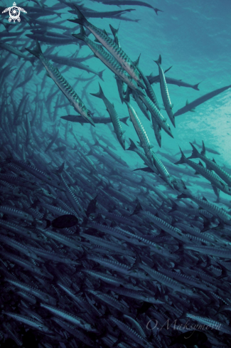 A School of barracuda