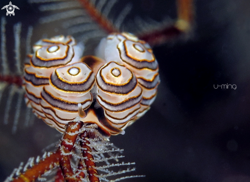 A Donut Nudi