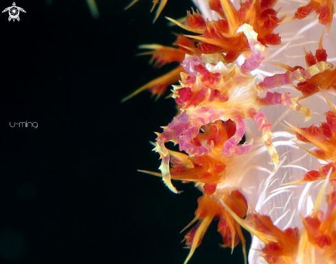 A Hoplophrys oatesii | Candy Crab