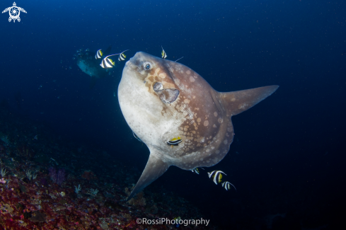 A Mola alexandrini | Mola mola