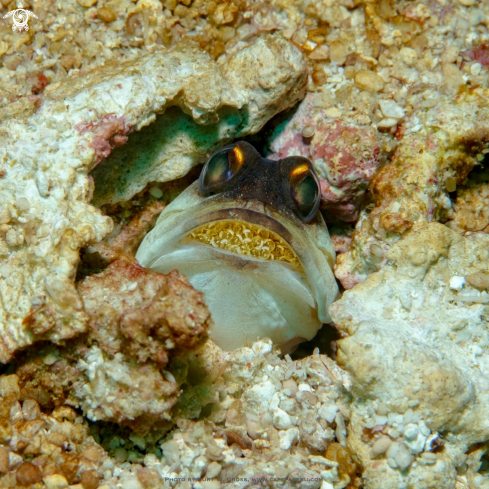 A Opistognathus randalli | Jaw Fish