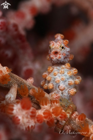 A Pygmy seahorse (Hippocampus bargibanti)