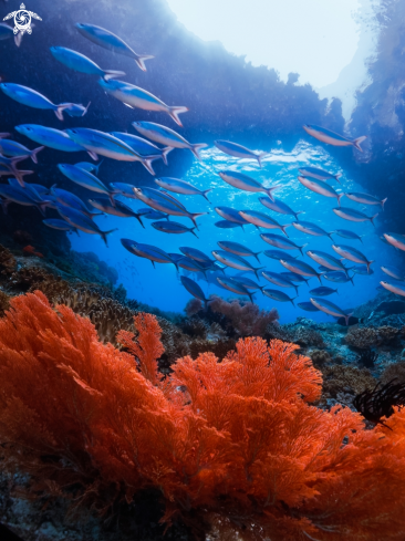 A seafan coral