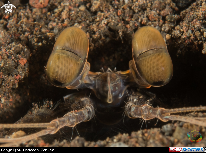 A Spearing mantis shrimp