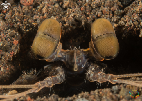 A Lysiosquillidae sp. | Spearing mantis shrimp