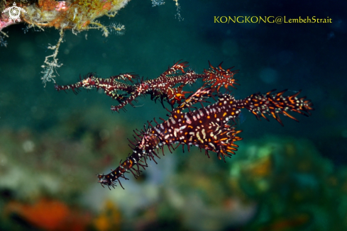 A Ornate Ghost Pipefish