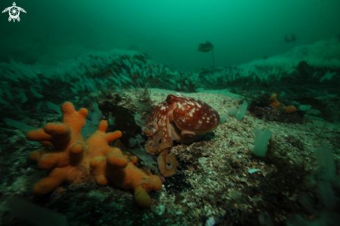 A Curled octopus