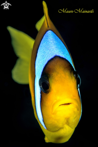 A Clownfish