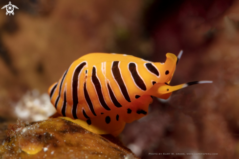 A Cuspivolva tigris | Kaurischnecke