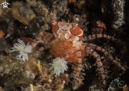 A Lybia tessellata | Mosaic boxer crab