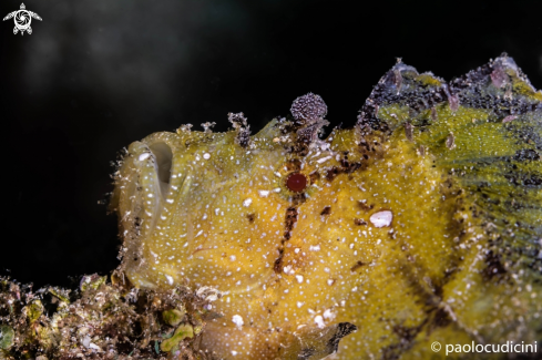 A Taenianotus triacanthus | Leaf Scorpion fish