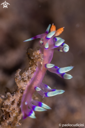 A Flabellina esortata | Flabellina