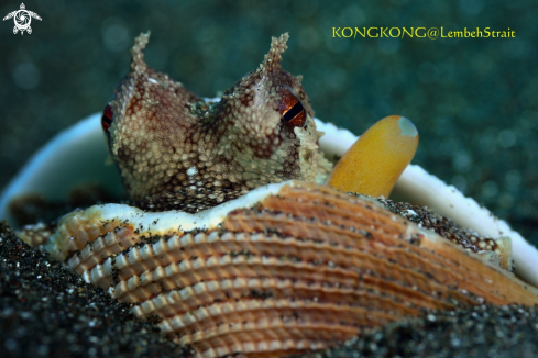 A Coconut Octopus